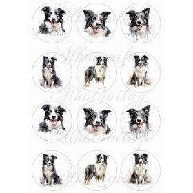 Border collie kutyusok  6 cm-es körökben