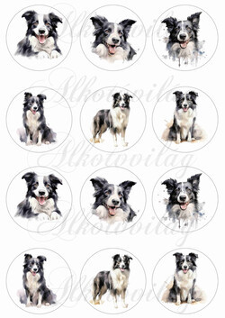 Border collie kutyusok  6 cm-es körökben