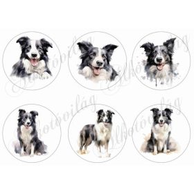 Border collie kutyusok  9 cm-es körökben