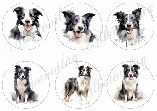 Border collie kutyusok  9 cm-es körökben
