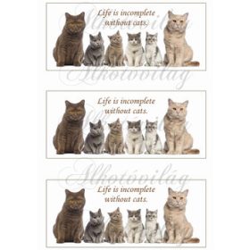 Cicás bögrepalást - angol felirattal