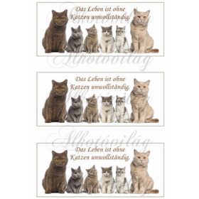 Cicás bögrepalást - német felirattal