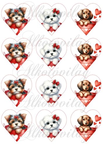 Yorki, havanese, tacskó kutyusok 6 cm magas szíveken