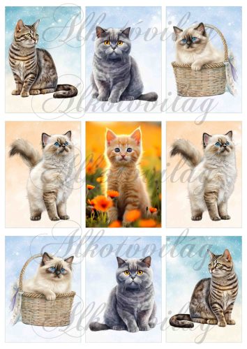 Cicák vegyesen 9 x 6 cm - HŰTŐMÁGNES, AJÁNDÉKKÍSÉGŐ készítéshez