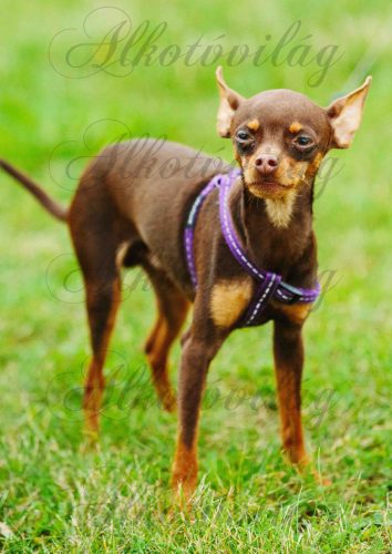 Csivava kutyus - PÁRNABLOKK, VÁSZONTÁSKA BLOKK, PATCHWORK BLOKK, UZSONNÁSTASAK BLOKK