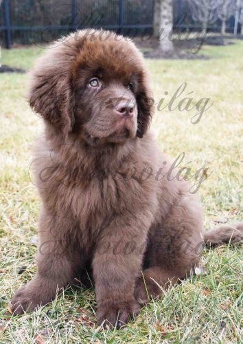 Cuki barna újfoundlandi kutyus - PÁRNABLOKK, VÁSZONTÁSKA BLOKK, PATCHWORK BLOKK, UZSONNÁSTASAK BLOKK