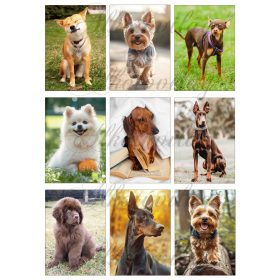   Kutyusok vegyesen 9 x 6 cm - HŰTŐMÁGNES, AJÁNDÉKKÍSÉGŐ készítéshez