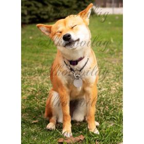   Vicces corgie kutyus - PÁRNABLOKK, VÁSZONTÁSKA BLOKK, PATCHWORK BLOKK, UZSONNÁSTASAK BLOKK