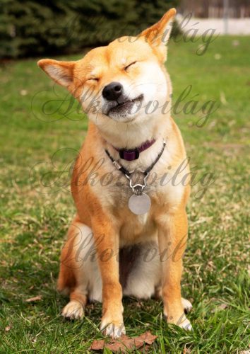 Vicces corgie kutyus - PÁRNABLOKK, VÁSZONTÁSKA BLOKK, PATCHWORK BLOKK, UZSONNÁSTASAK BLOKK