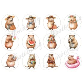 Cuki capybara-k 6 cm-es körökben