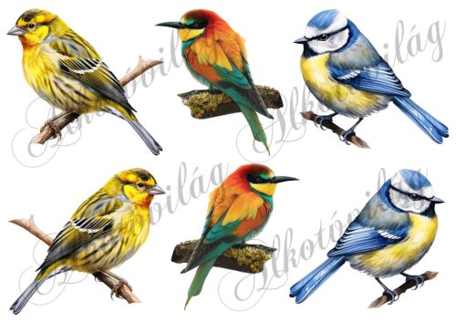 Csicsőrke, gyurgyalag, kék cinege madarak - 9 cm magas