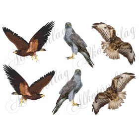 Karvaly, héja, egerész ölyv madarak - 9 cm magas