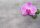 Fotóháttér pink orchideával szürke háttérrel termékfotózáshoz