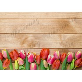   Fotóháttér piros és pink tulipánokkal fa deszka háttérrel termékfotózáshoz