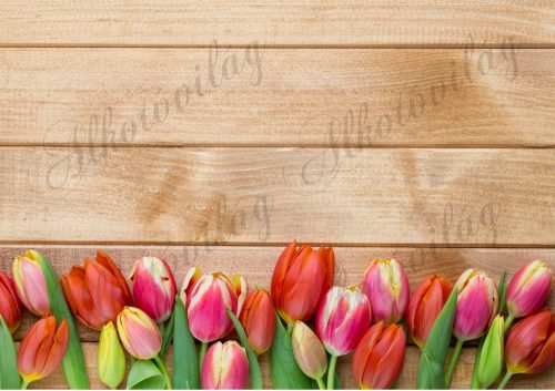 Fotóháttér piros és pink tulipánokkal fa deszka háttérrel termékfotózáshoz