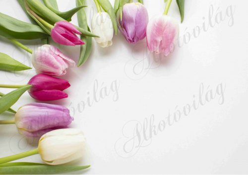 Fotóháttér színes tulipánokkal termékfotózáshoz