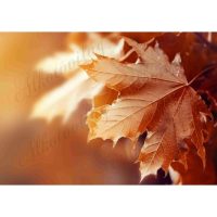 Őszi fotóhátterek